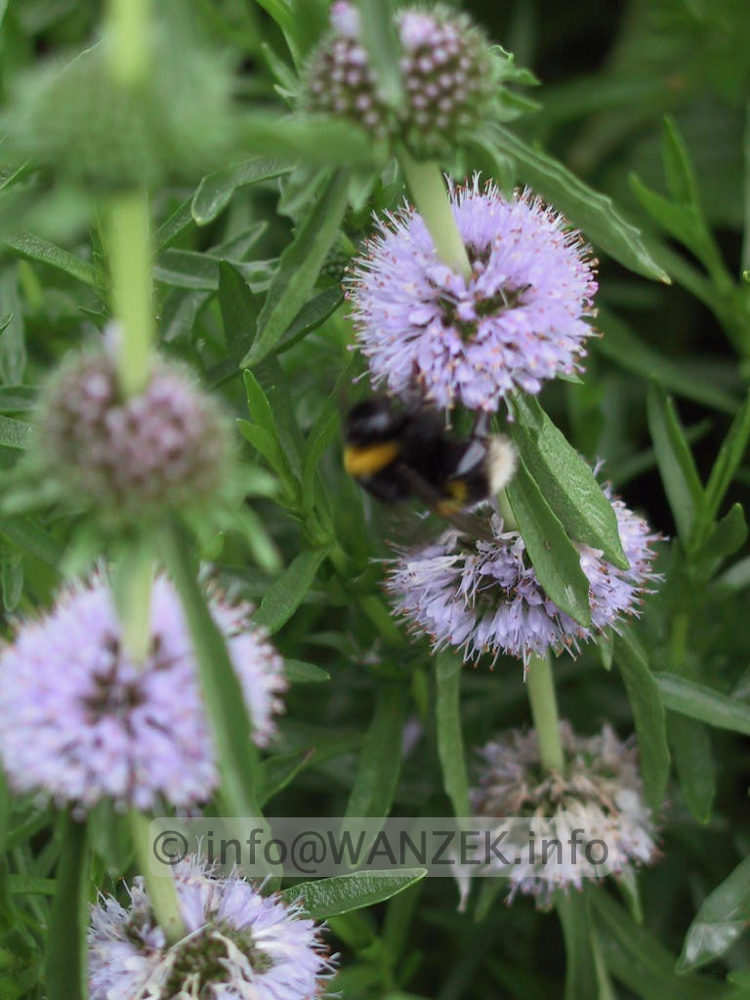 Mentha cervina Bluetenmacro.jpg
